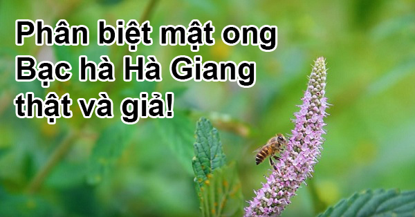 Phân biệt mật ong Bạc hà Hà Giang thật giả