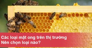 Các loại mật ong trên thị trường hiện nay