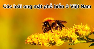 Các loài ong mật phổ biến ở Việt Nam